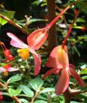 : - Begonia fuchsioides