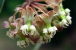 Quirlblättrige Seidenpflanze - Asclepias verticillata