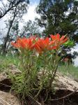 : - Castilleja integra