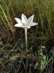 : - Zephyranthes drummondii