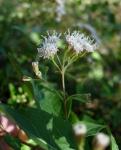 : - Ageratina havanensis