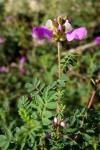 : - Dalea frutescens