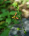 : - Galphimia angustifolia