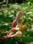 Rote Rosskastanie - Aesculus pavia