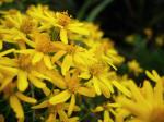 : - Chrysactinia mexicana
