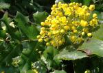 Ilexblättrige Berberitze - Berberis ilicifolia