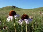 Schmalblättriger Sonnenhut - Echinacea angustifolia