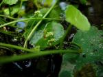 : - Hydrocotyle umbellata