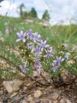 : - Ipomopsis multiflora