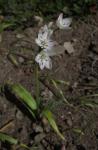 Neapolitanischer Lauch - Allium neapolitanum