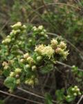 : - Baccharis pilularis