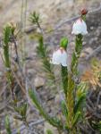 : - Cassiope tetragona