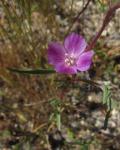 : - Clarkia purpurea