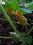 Gartenkürbis - Cucurbita pepo
