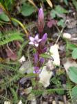 Bitterer Fransenenzian - Gentianella amarella