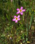 : - Leptosiphon jepsonii