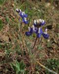 Zwerg-Lupine-Lupinus nanus
