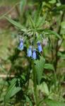 : - Mertensia paniculata