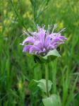 Wilde Bergamotte - Monarda fistulosa