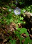 : - Nemophila phacelioides