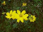 : - Bidens andicola
