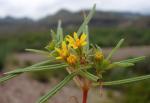 : - Pectis angustifolia