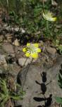 : - Platystemon californicus