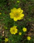 : - Ranunculus californicus
