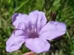Behaarte Ruellie - Ruellia humilis