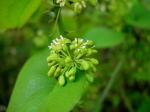 : - Smilax bona-nox