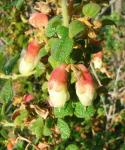 : - Brachyotum ledifolium