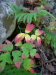 Gift-Efeu - Toxicodendron radicans