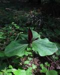: - Trillium chloropetalum