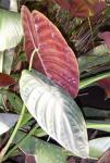 : - Alocasia cuprea