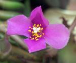 : - Anacampseros rufescens