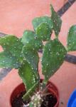 : - Brasiliopuntia brasiliensis