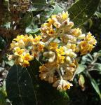 :-Buddleja nitida