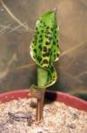 : - Drimiopsis maculata