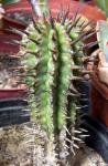 : - Euphorbia horrida