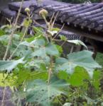 : - Hibiscus taiwanensis