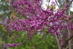 China-Judasbaum - Cercis chinensis