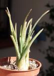 : - Aloe bowiea