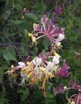Waldgeißblatt - Lonicera periclymenum
