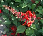 Mexikanischer Korallenstrauch-Erythrina herbacea