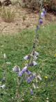 Becherglocke - Adenophora liliifolia