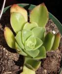 : - Aeonium leucoblepharum