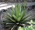 :-Agave ghiesbreghtii