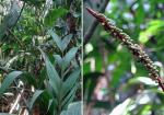 : - Calyptrogyne ghiesbreghtiana