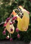 Kanadische Felsenbirne-Pyrus canadensis