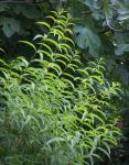 Zitronenstrauch - Aloysia triphylla